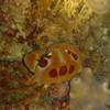 Picture taken during the dive