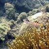 Picture taken during the dive