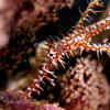 Picture taken during the dive