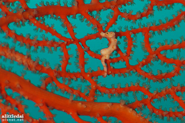 Diving in Philippines, Cabilao - By Simon Chiu
