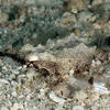 Picture taken during the dive