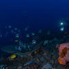Picture taken during the dive