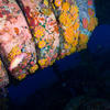Picture taken during the dive