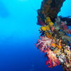 Picture taken during the dive