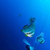 Picture taken during the dive
