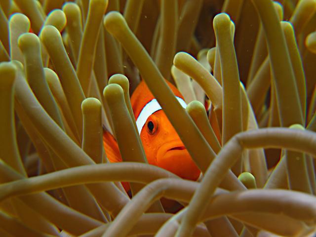 Sipadan Scuba - Dive Center in Malaysia