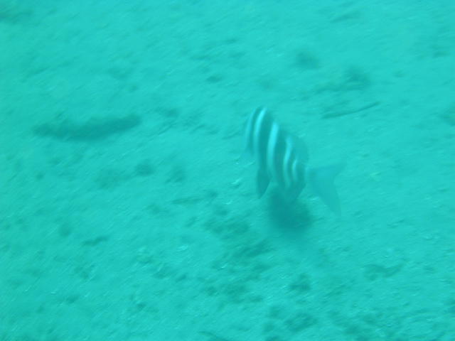 Centro/Escuela De Buceo Branquias - Dive Center in España