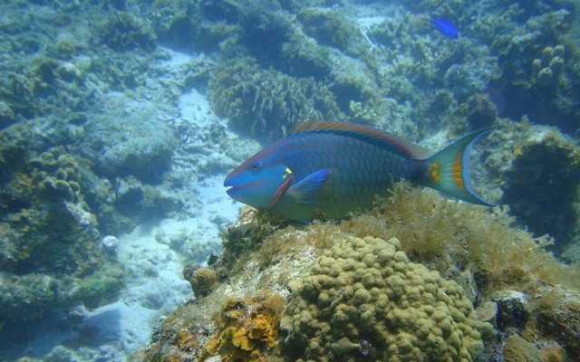 Las Rocas Resort & Dive Center - Dive Center in Honduras