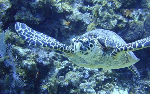 Diving in Utila, Honduras - By Etienne