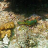 Picture taken during the dive