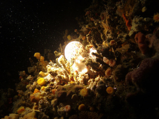 Golfe Plongee Club - Dive Center in France
