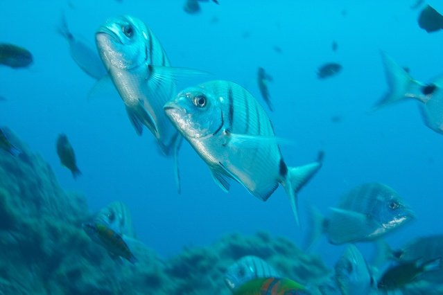 Diving in Puerto del Carmen, Spain - By Ksso
