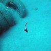 Picture taken during the dive