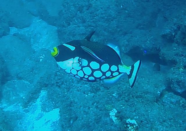 Corail Plongée - Dive Center in Reunion