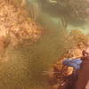 Picture taken during the dive