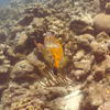 Picture taken during the dive