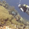 Picture taken during the dive