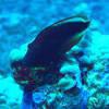 Picture taken during the dive