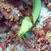 Picture taken during the dive