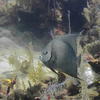 Picture taken during the dive