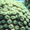 Picture taken during the dive