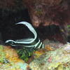 Picture taken during the dive