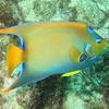 Picture taken during the dive