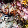 Picture taken during the dive