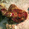 Picture taken during the dive