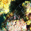 Picture taken during the dive