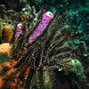 Picture taken during the dive