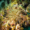 Picture taken during the dive
