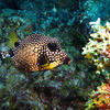 Picture taken during the dive