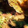 Picture taken during the dive