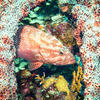 Picture taken during the dive