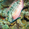 Picture taken during the dive