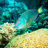 Picture taken during the dive