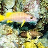 Picture taken during the dive