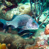Picture taken during the dive