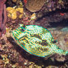 Picture taken during the dive