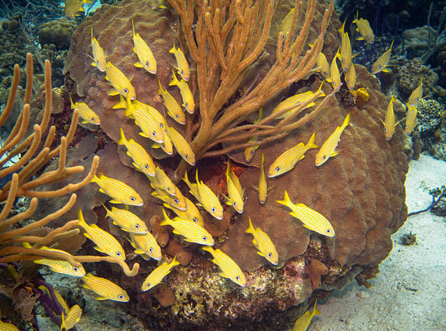 Blackbeard's Cruises - Dive Center in United States