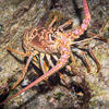 Picture taken during the dive
