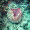 Picture taken during the dive