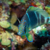 Picture taken during the dive