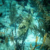 Picture taken during the dive