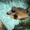 Picture taken during the dive