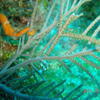 Picture taken during the dive