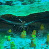 Picture taken during the dive