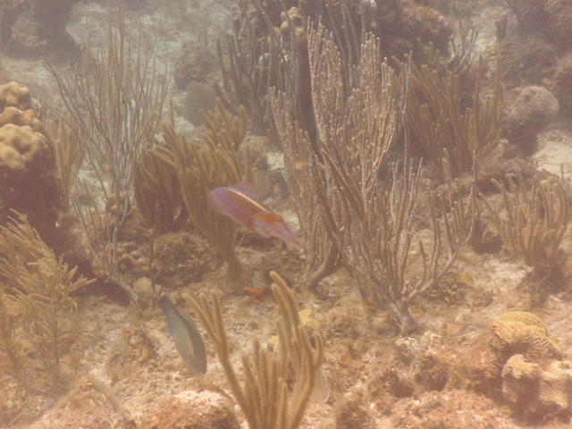 Ocean Frontiers, Ltd. - Dive Center in Cayman Islands