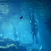 Picture taken during the dive